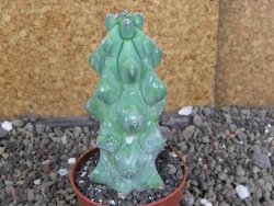 Myrtilocactus geometrizans Fukuriokuzinboku V 9 cm - 12406833