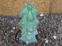 Myrtilocactus geometrizans Fukuriokuzinboku V 9 cm - 12406834