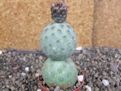 Tephrocactus geometricus pot 5,5 cm - 12406862