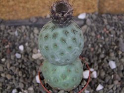 Tephrocactus geometricus pot 5,5 cm - 12406863
