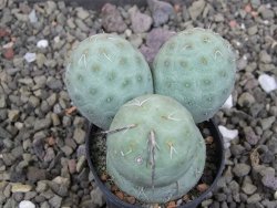 Tephrocactus geometricus pot 5,5 cm - 12406868