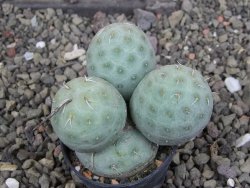 Tephrocactus geometricus pot 5,5 cm - 12406869