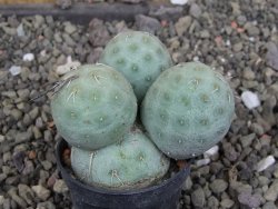 Tephrocactus geometricus pot 5,5 cm - 12406870