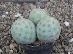 Tephrocactus geometricus pot 5,5 cm - 12406871