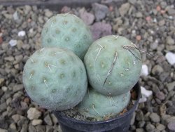 Tephrocactus geometricus pot 5,5 cm