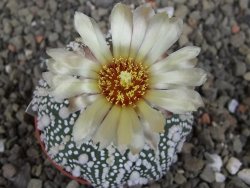 Astrophytum Hanazano Kabuto Star Shape, pot 5,5 cm - 12406904