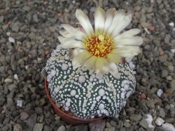 Astrophytum Hanazano Kabuto Star Shape, pot 5,5 cm - 12406905