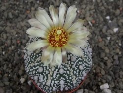 Astrophytum Hanazano Kabuto Star Shape, pot 5,5 cm - 12406906