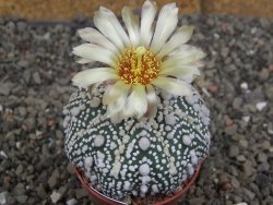 Astrophytum Hanazano Kabuto Star Shape, pot 5,5 cm - 12406907