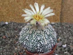 Astrophytum Hanazano Kabuto Star Shape, pot 5,5 cm - 12406909