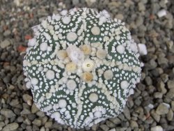 Astrophytum Hanazano Kabuto Star Shape, pot 5,5 cm - 12406910