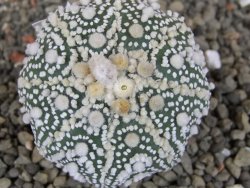 Astrophytum Hanazano Kabuto Star Shape, pot 5,5 cm - 12406911