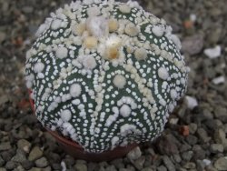 Astrophytum Hanazano Kabuto Star Shape, pot 5,5 cm - 12406912