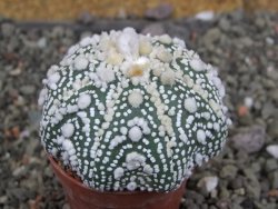 Astrophytum Hanazano Kabuto Star Shape, pot 5,5 cm - 12406913
