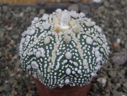 Astrophytum Hanazano Kabuto Star Shape, pot 5,5 cm