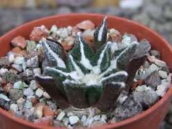 Ariocarpus kotschoubeyanus elephantidens Vista Hermosa pot 5,5 cm - 12406925