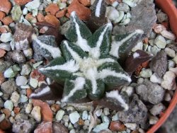 Ariocarpus kotschoubeyanus elephantidens Vista Hermosa pot 5,5 cm - 12406926