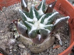 Ariocarpus kotschoubeyanus elephantidens Vista Hermosa pot 5,5 cm - 12406927