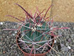 Ferocactus gracilis pot 9 cm - 12406928
