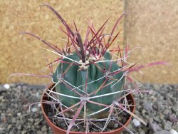 Ferocactus gracilis pot 9 cm - 12406929