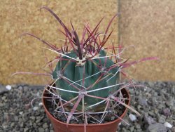 Ferocactus gracilis pot 9 cm
