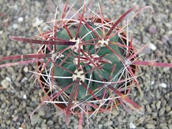 Ferocactus gracilis pot 9 cm - 12406931