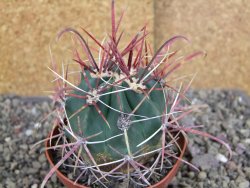 Ferocactus gracilis pot 9 cm - 12406932