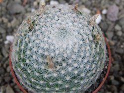 Mammillaria lenta, pot 6,5 cm