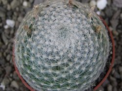 Mammillaria lenta, pot 6,5 cm - 12406957