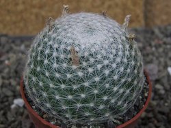 Mammillaria lenta, pot 6,5 cm - 12406970