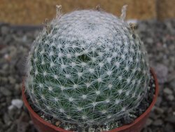 Mammillaria lenta, pot 6,5 cm - 12406971