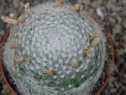 Mammillaria lenta, pot 6,5 cm - 12406973
