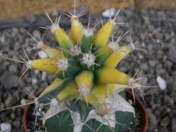 Ferobergia variegata pot 6,5 cm