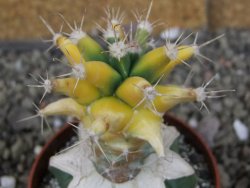 Ferobergia variegata pot 6,5 cm - 12406990