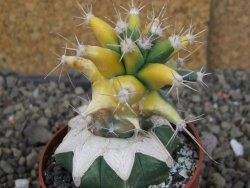 Ferobergia variegata pot 6,5 cm - 12406991