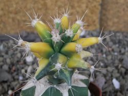 Ferobergia variegata pot 6,5 cm - 12406992