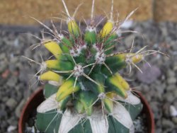 Ferobergia variegata pot 6,5 cm - 12406993