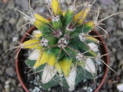 Ferobergia variegata pot 6,5 cm