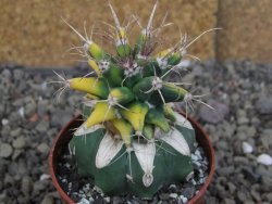 Ferobergia variegata pot 6,5 cm - 12406996