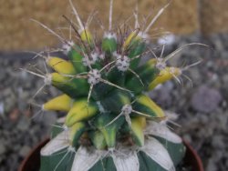 Ferobergia variegata pot 6,5 cm - 12406997