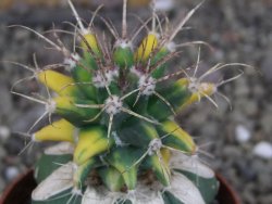 Ferobergia variegata pot 6,5 cm - 12406998