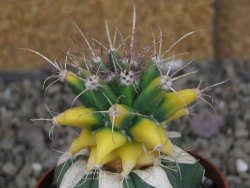 Ferobergia variegata pot 6,5 cm - 12406999