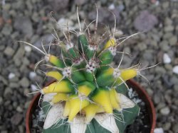 Ferobergia variegata pot 6,5 cm - 12407000