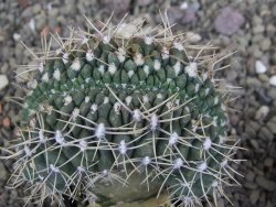 Gymnocalycium gibbosum cristata pot 5,5 cm