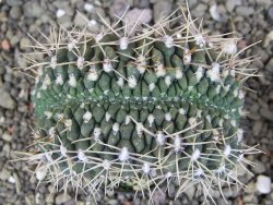 Gymnocalycium gibbosum cristata pot 5,5 cm - 12407017