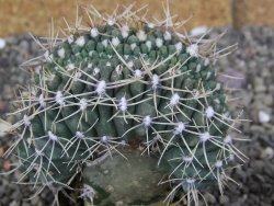 Gymnocalycium gibbosum cristata pot 5,5 cm - 12407018