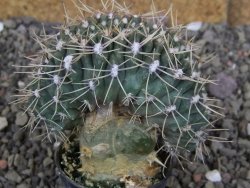 Gymnocalycium gibbosum cristata pot 5,5 cm - 12407019