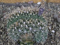Gymnocalycium gibbosum cristata pot 5,5 cm