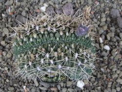 Gymnocalycium gibbosum cristata pot 5,5 cm - 12407021
