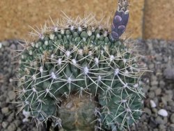 Gymnocalycium gibbosum cristata pot 5,5 cm - 12407022